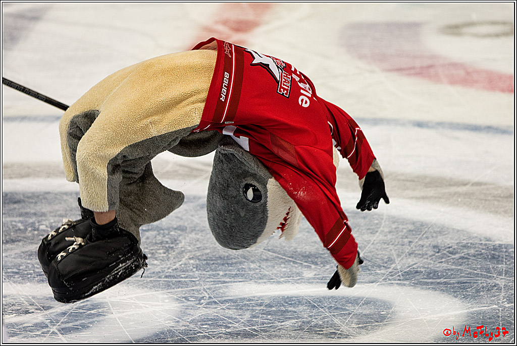 Koelner Haie - Nuernberger Ice Tiger, 04.12.2016